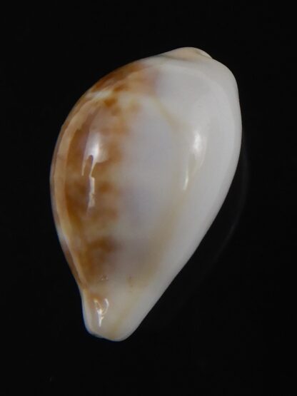 Zonaria angelicae 20.56 mm Gem-74063