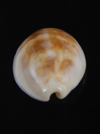 Zonaria angelicae 20.56 mm Gem-74062