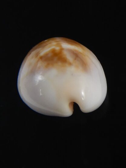 Zonaria angelicae 20.56 mm Gem-74064