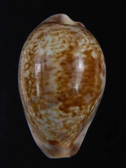 Zonaria zonaria zonaria 34.27 mm Gem-74229