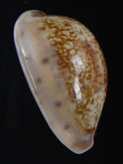 Zonaria zonaria zonaria 34.27 mm Gem-74231