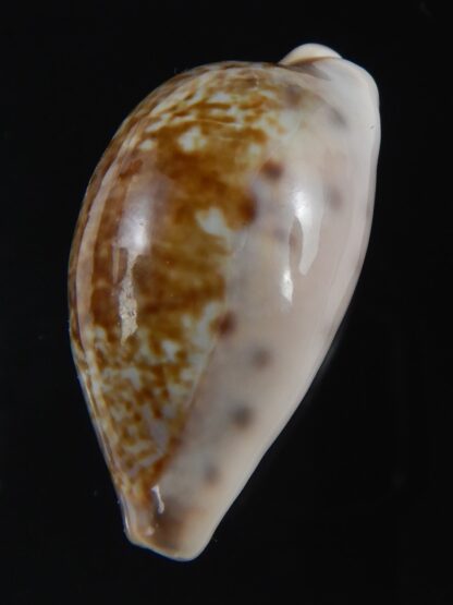 Zonaria zonaria zonaria 34.27 mm Gem-74232