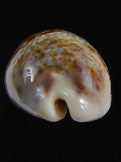 Zonaria zonaria zonaria 34.27 mm Gem-74234