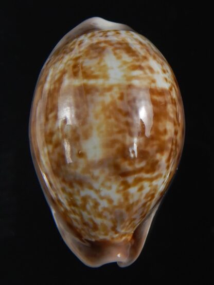 Zonaria zonaria zonaria 33.74 mm Gem-74216