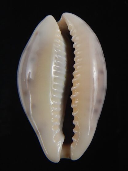 Zonaria zonaria zonaria 33.74 mm Gem-74215