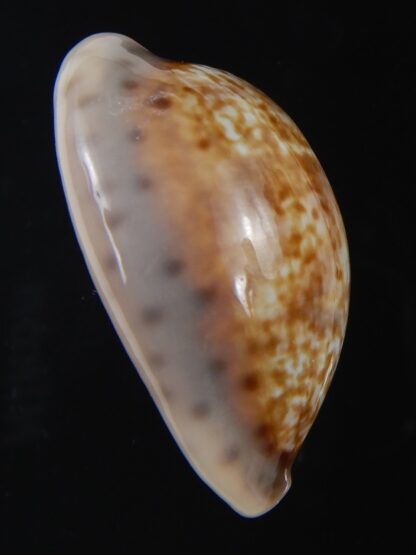 Zonaria zonaria zonaria 33.74 mm Gem-74217