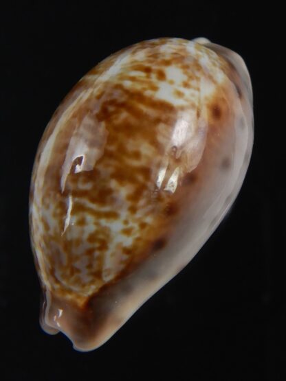 Zonaria zonaria zonaria 33.74 mm Gem-74218