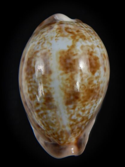 Zonaria zonaria zonaria 35.36 mm Gem -74244