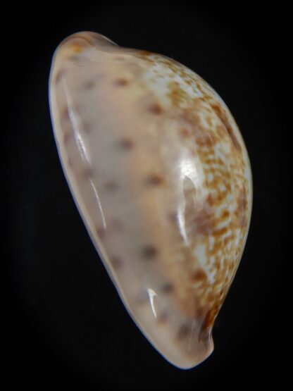 Zonaria zonaria zonaria 35.36 mm Gem -74245