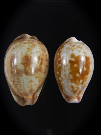 Zonaria zonaria zonaria 28.35-25.03 mm Gem -74189