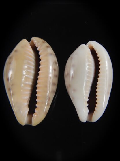 Zonaria zonaria zonaria 28.35-25.03 mm Gem -74187