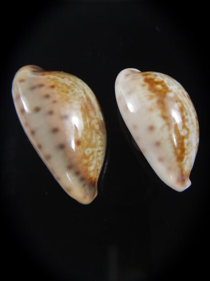 Zonaria zonaria zonaria 28.35-25.03 mm Gem -74188