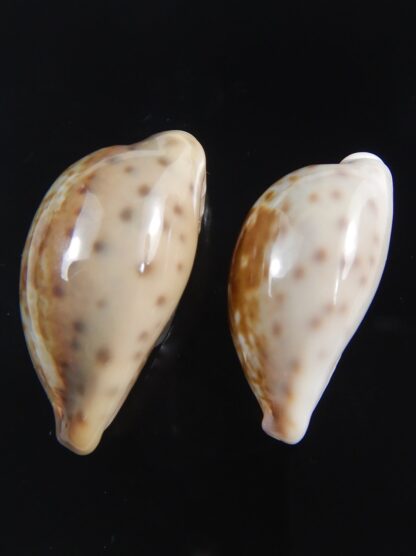 Zonaria zonaria zonaria 28.35-25.03 mm Gem -74191