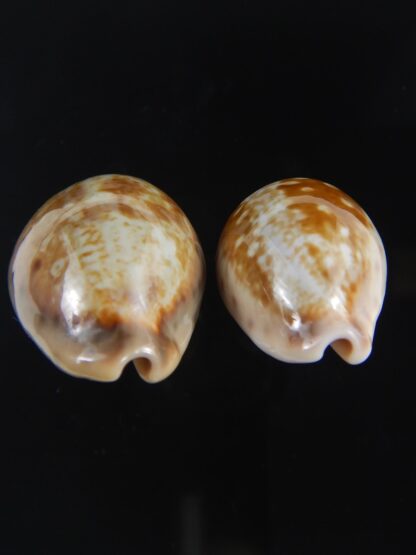 Zonaria zonaria zonaria 28.35-25.03 mm Gem -74192