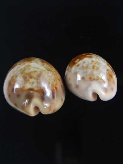 Zonaria zonaria zonaria 28.35-25.03 mm Gem -74190