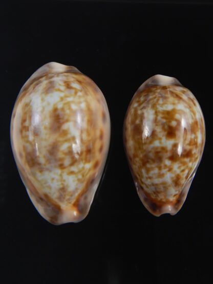 Zonaria zonaria zonaria 29.37-24.99 mm Gem-74201