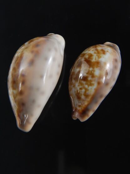 Zonaria zonaria zonaria 29.37-24.99 mm Gem-74205