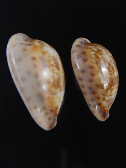 Zonaria zonaria zonaria 29.37-24.99 mm Gem-74207