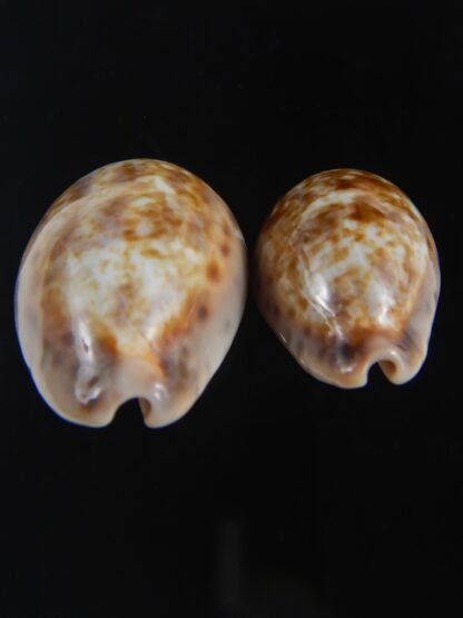 Zonaria zonaria zonaria 29.37-24.99 mm Gem-74202