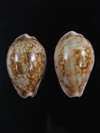 Zonaria zonaria zonaria 26.85-26.91 mm Gem-74175