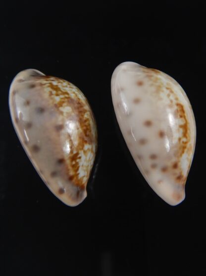 Zonaria zonaria zonaria 26.85-26.91 mm Gem-74178