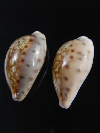 Zonaria zonaria zonaria 26.85-26.91 mm Gem-74177