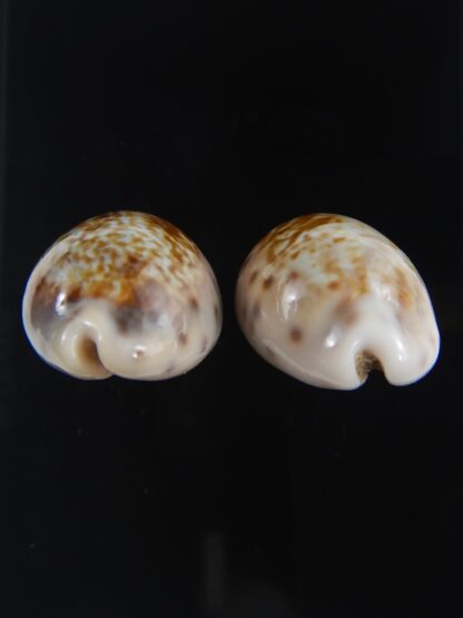 Zonaria zonaria zonaria 26.85-26.91 mm Gem-74173