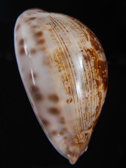 leporicypraea rosea aliwalensis 62.54 mm Gem-73462