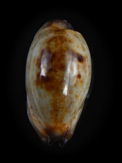 Purpuradusta gracilis macula N&R 19.78 mm Gem-73668