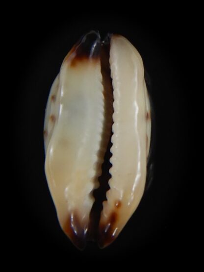 Purpuradusta gracilis macula N&R 19.78 mm Gem-73670