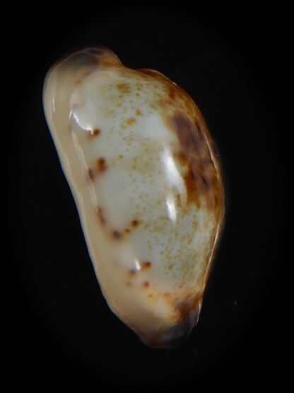 Purpuradusta gracilis macula N&R 19.78 mm Gem-73669