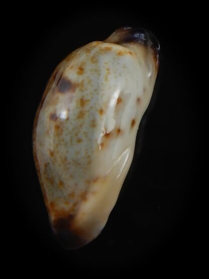 Purpuradusta gracilis macula N&R 19.78 mm Gem-73671