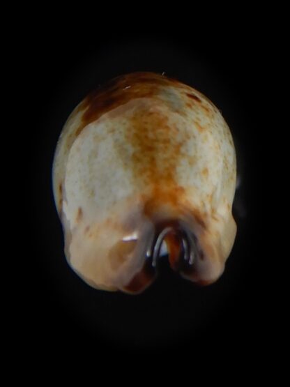 Purpuradusta gracilis macula N&R 19.78 mm Gem-73672