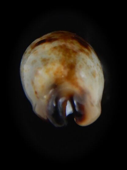 Purpuradusta gracilis macula N&R 19.78 mm Gem-73673