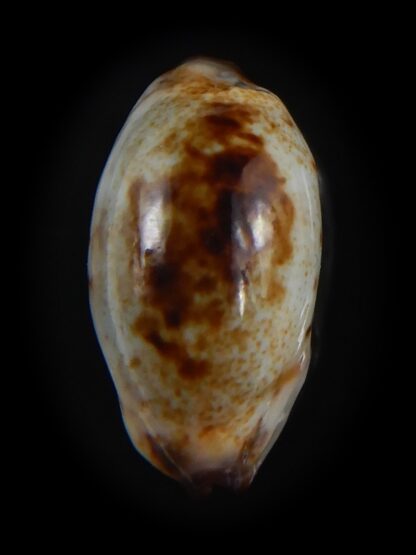 Purpuradusta gracilis macula N&R 19.58 mm Gem-73658