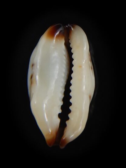 Purpuradusta gracilis macula N&R 19.58 mm Gem-73655