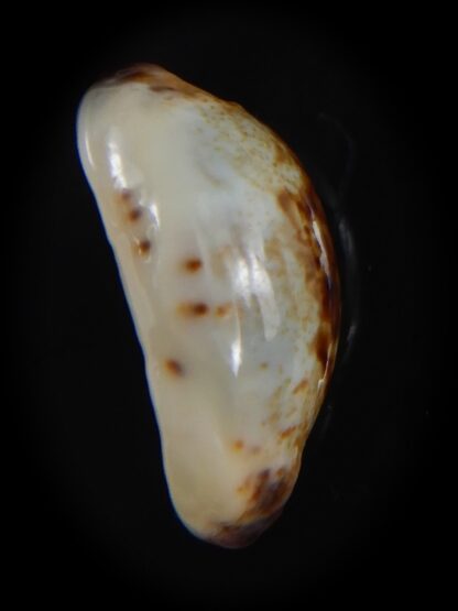 Purpuradusta gracilis macula N&R 19.58 mm Gem-73654