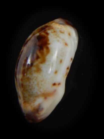 Purpuradusta gracilis macula N&R 19.58 mm Gem-73656