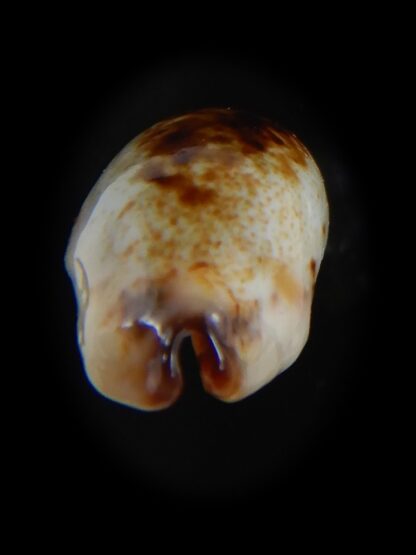 Purpuradusta gracilis macula N&R 19.58 mm Gem-73660