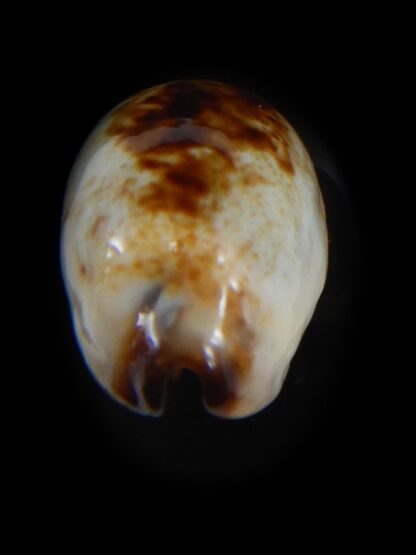 Purpuradusta gracilis macula N&R 19.58 mm Gem-73657