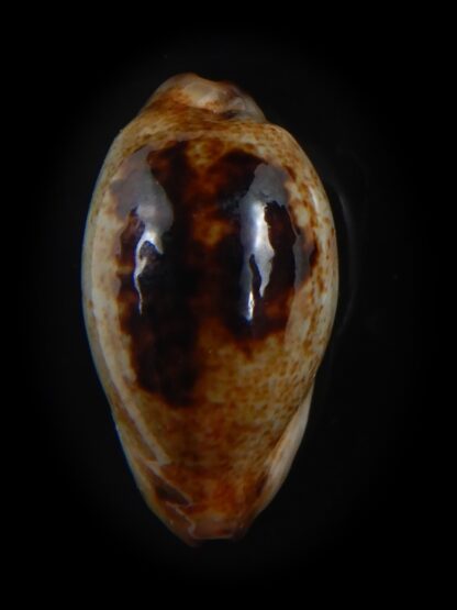Purpuradusta gracilis macula N&R 21.82 mm Gem-73675