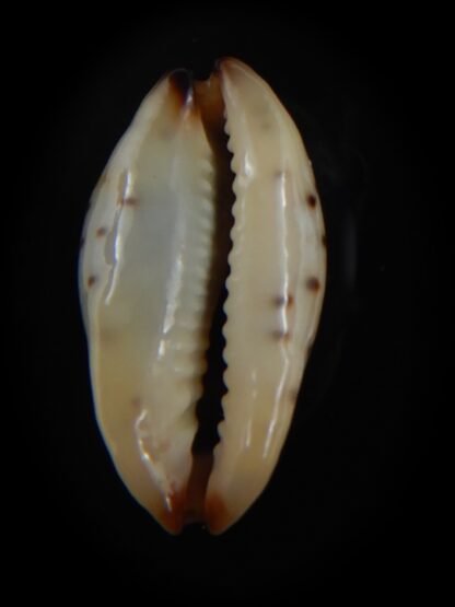 Purpuradusta gracilis macula N&R 21.82 mm Gem-73677