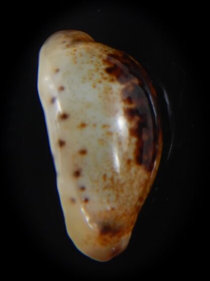 Purpuradusta gracilis macula N&R 21.82 mm Gem-73676