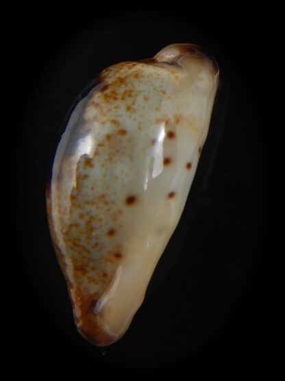 Purpuradusta gracilis macula N&R 21.82 mm Gem-73678