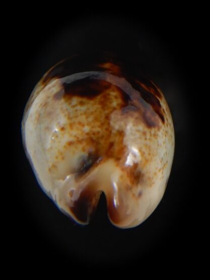 Purpuradusta gracilis macula N&R 21.82 mm Gem-73680