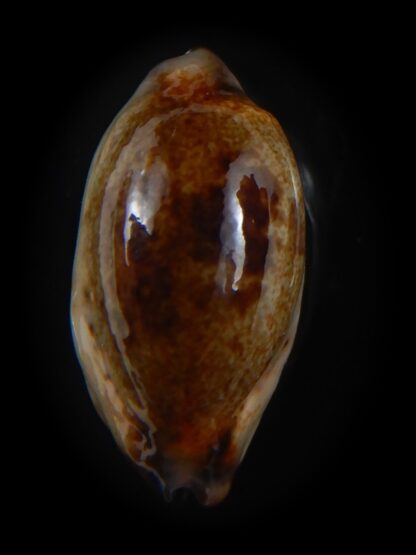 Purpuradusta gracilis macula N&R 23.91 mm Gem-73626