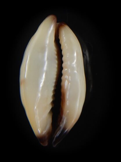 Purpuradusta gracilis macula N&R 23.91 mm Gem-73629
