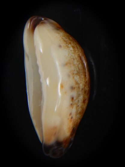 Purpuradusta gracilis macula N&R 23.91 mm Gem-73627