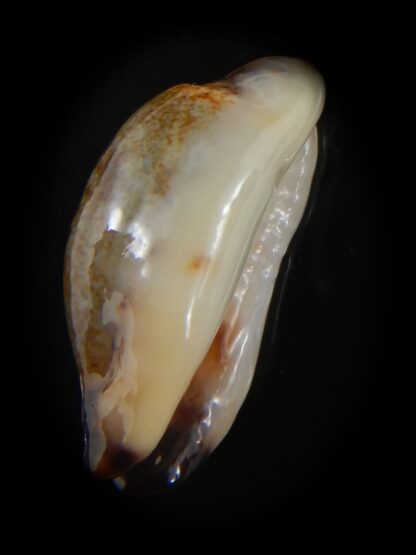 Purpuradusta gracilis macula N&R 23.91 mm Gem-73632