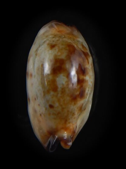 Purpuradusta gracilis macula N&R 17.57 mm Gem (-)-73640